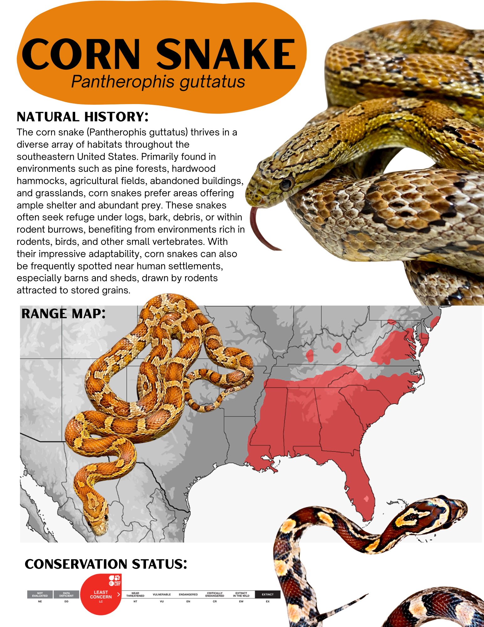 Corn Snake